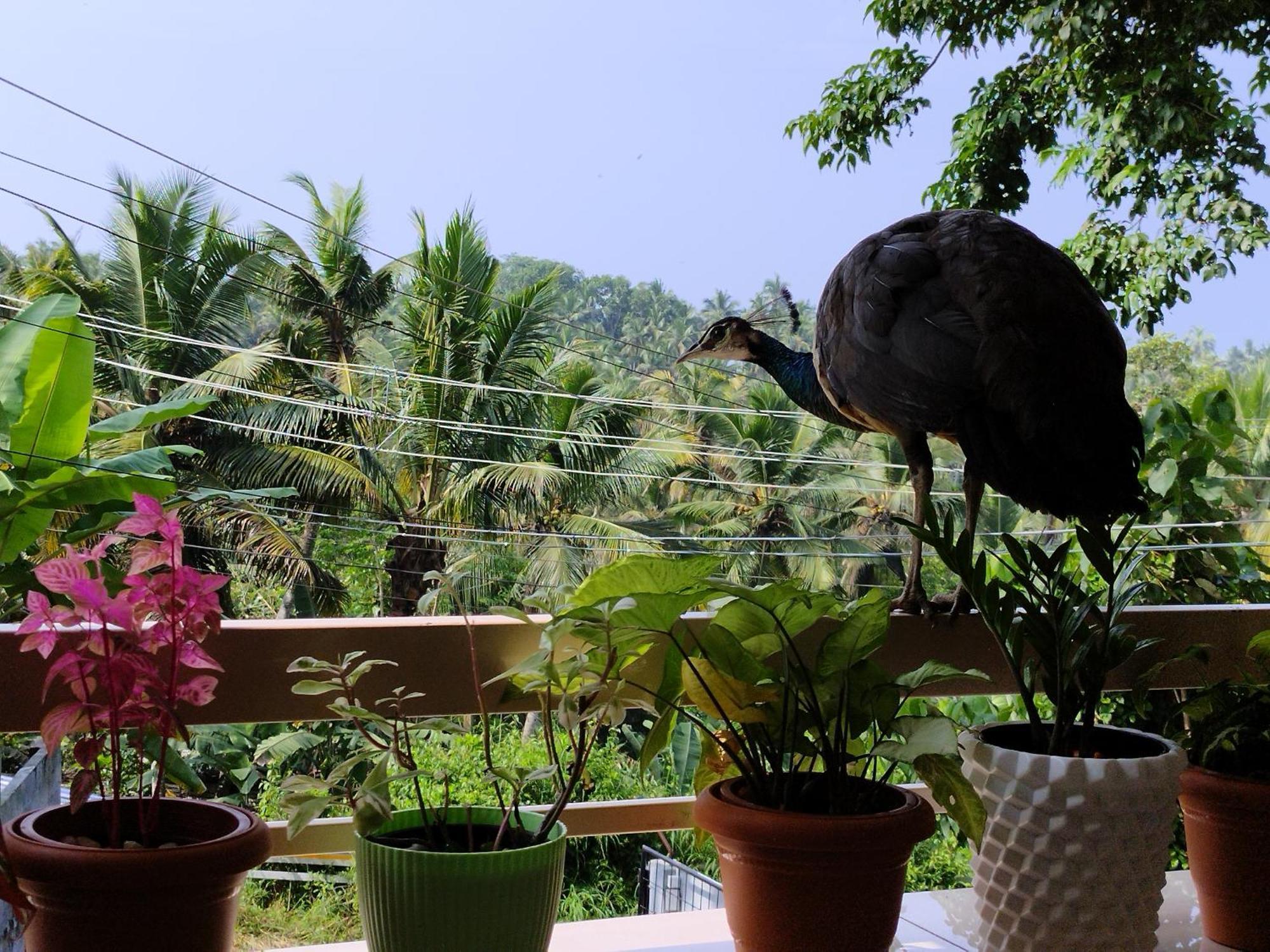 Greenview Homestay Kovalam Thiruvananthapuram Exterior photo