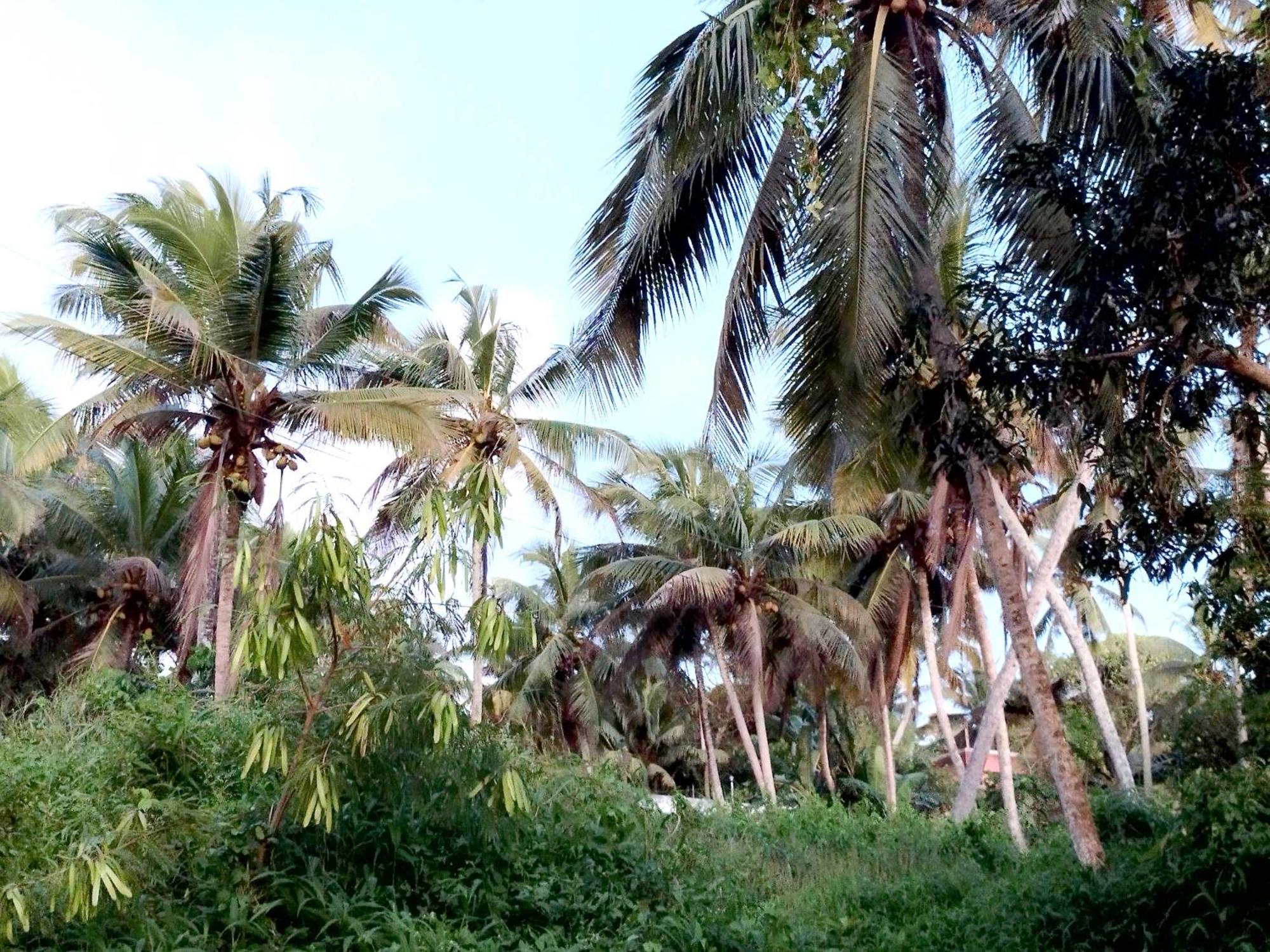 Greenview Homestay Kovalam Thiruvananthapuram Exterior photo
